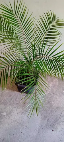 Palmeira Fênix