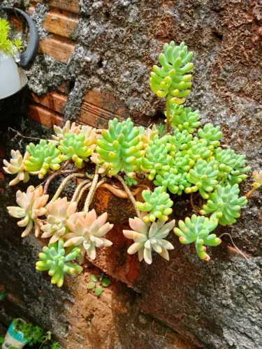 Vaso vertical de suculentas