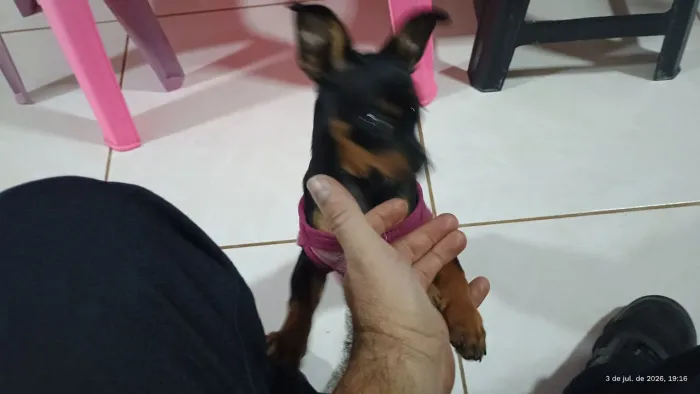 Cachorro Pincher filhote femea
