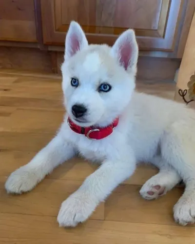 Filhotes de Husky Siberiano | Uma amizade esperando seu primeiro encontro!