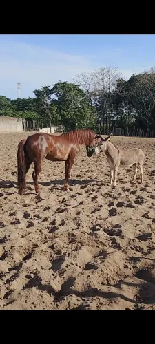Potro QM 3 anos sem registro