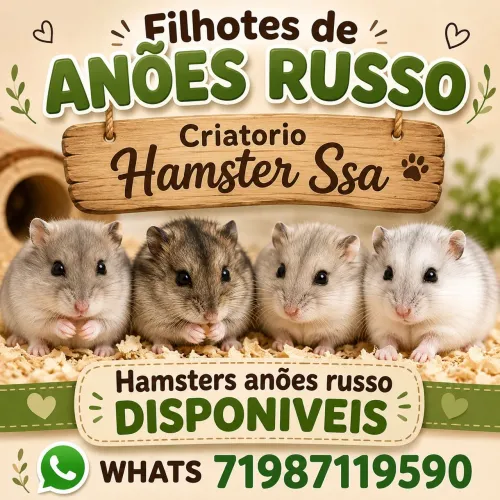 Hamster anão russo (bebês)