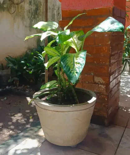 Vaso de cimento com Planta Comigo Ninguém Pode