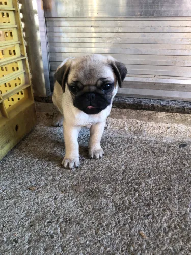 Pug filhote fêmea 2000 aceito oferta disponivel