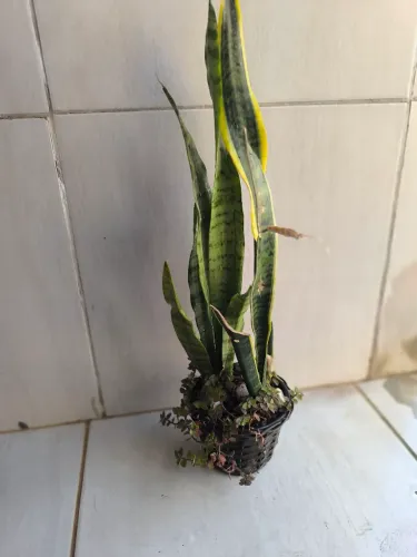 Planta espada de são Jorge suculenta 