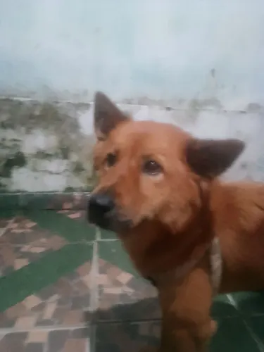Doação cachorra Chow Chow de 2 anos