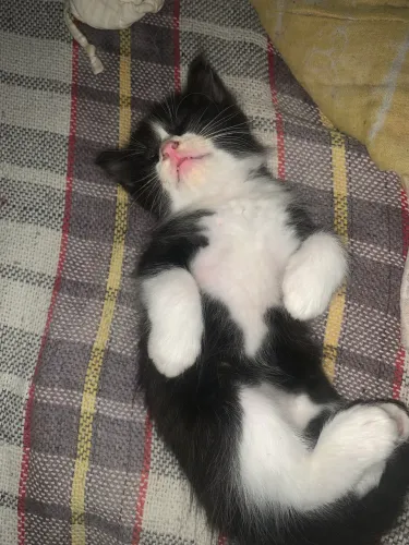 Gatos filhotes para doação
