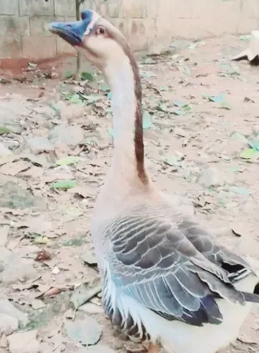 Pato
