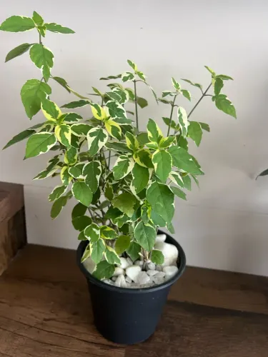 Plantas naturais 