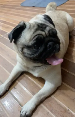 Procuro macho de pug para cruza imediata.