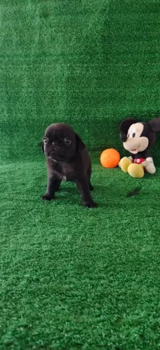 Filhote de Pug macho