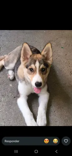 Cachorro Husky Siberiano, 3 meses