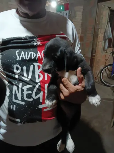 Doa-se cachorros ?