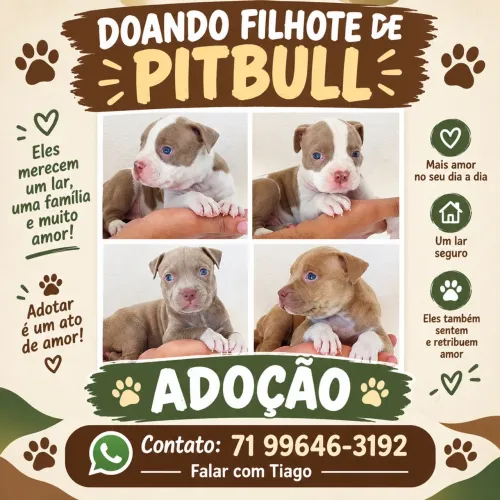 Doando pitbull
