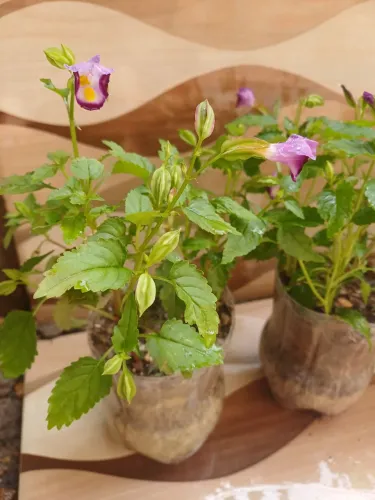 Planta Mudas Flor torênia Amor-perfeito-de-Verao Flor-palhaço 