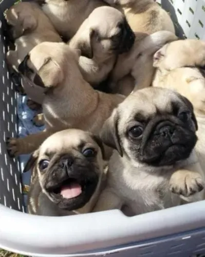 Pug Filhotes Realmente Selecionados.