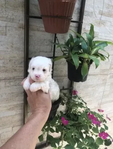 Poodle toy lindo machinho
