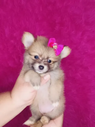 Lulu da Pomerânia