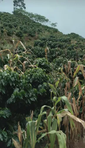 Presto serviço de consultoria na cafeecultura..