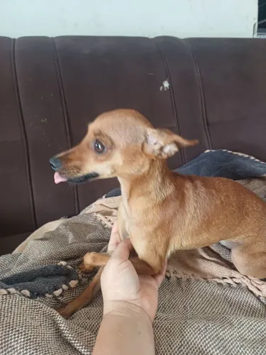 Pinscher