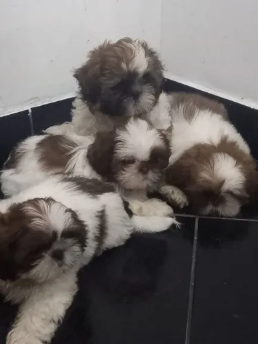 Lindos filhotes de Shitzu, raça pura
