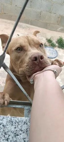 Pitbull para doação