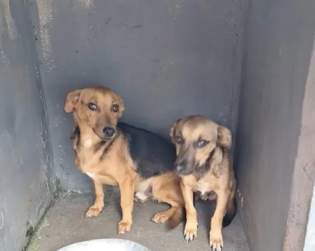 Cachorro Vira-lata 