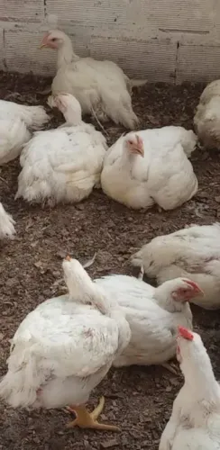 Frango R$ 11 por kg  vivo