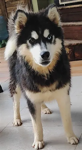 Casal husky siberiano com pedigree 