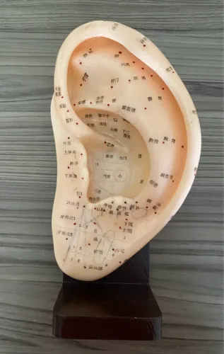 Modelo Anatômico para acupuntura com base