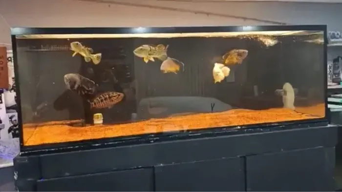 Aquário JUMBO com Sump e Móvel