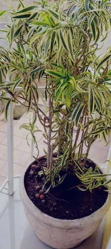 Planta com vaso