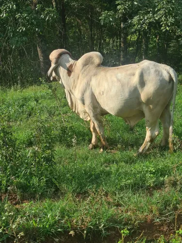 Touro gir