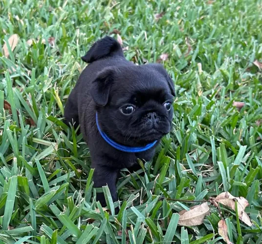 Filhote Pug, Os mais amorosos e brincalhões esperam por você!