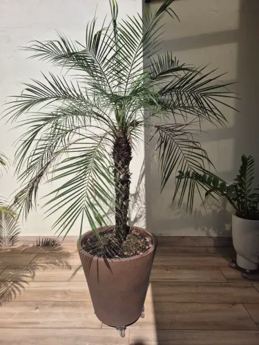 Vaso grande com palmeira fênix