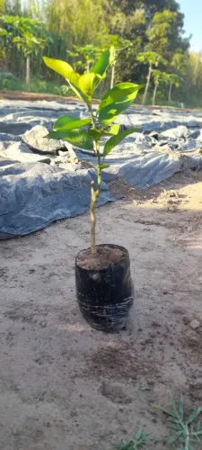 Muda de laranja pera -Muda de qualidade-