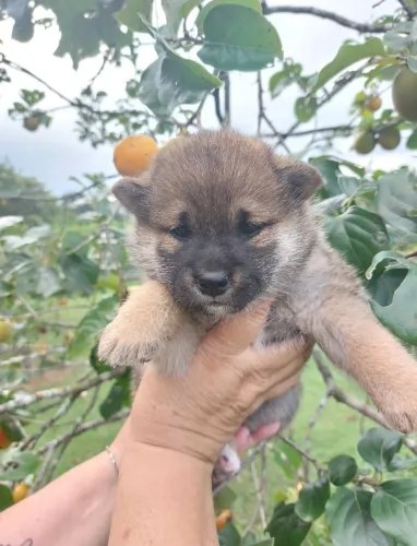 Filhote fofo de Shiba Inu disponível!