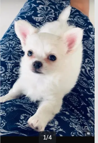 Filhote  fêmea de Chihuahua toda branca 