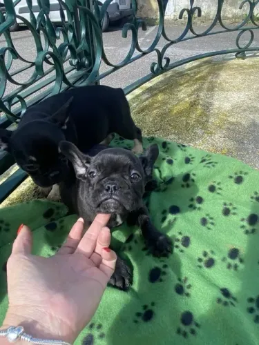 Bulldog Frances maravilhoso, e doceis, ideal para crianças