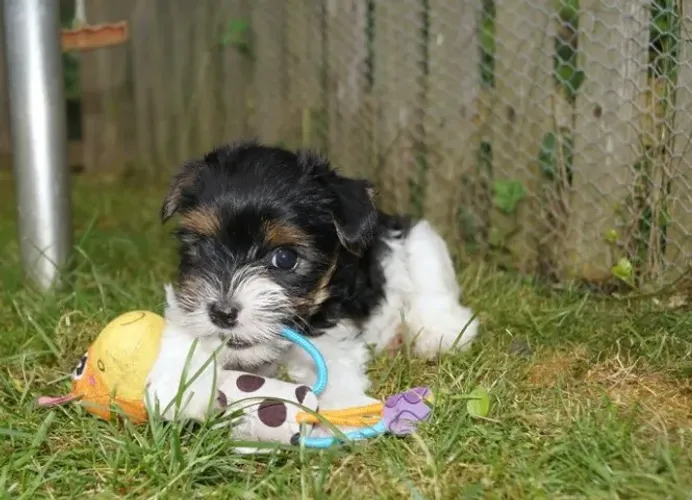 Biewer Terrier Macho Tricolor Pequeno e Cheio de Amor