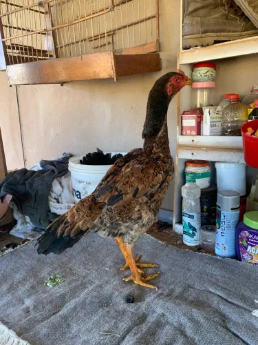 Galinhas Índias 