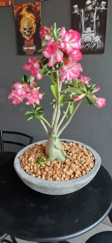 Rosa do deserto 