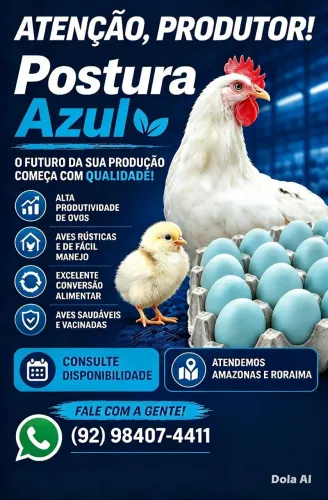 Pitinhos de poedeiras de ovos azuis