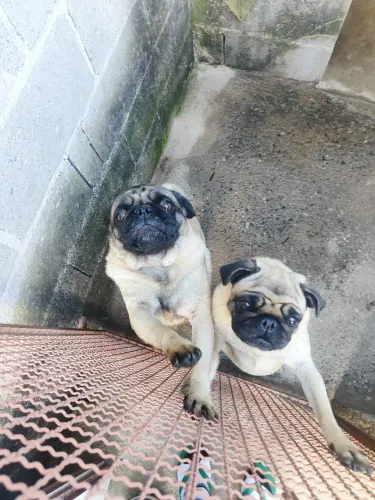 Vendo  um casal de Pug 