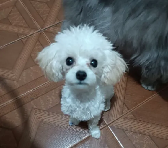 Poodle micro toy