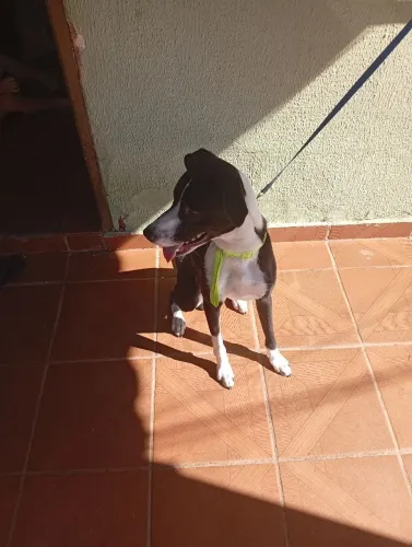 Faço doação de cachorro 