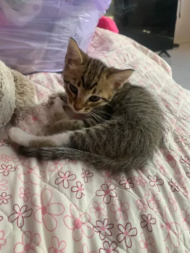 Gatos 
