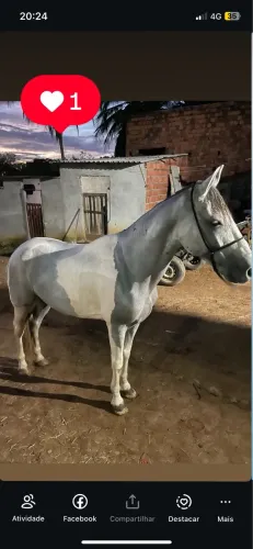 Cavalo pampa de tordilho 