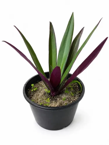 Muda de Planta Abacaxi Roxo - Linda e Saudável
