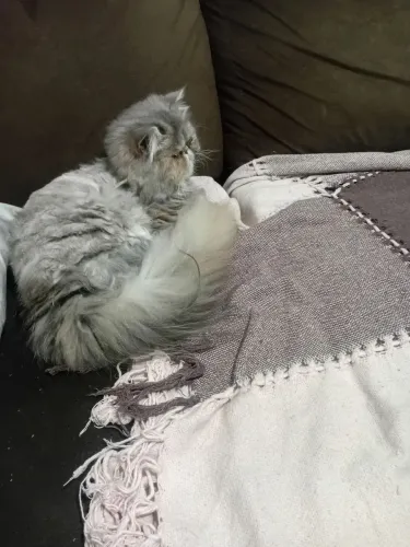 Vendo Gata Persa Fêmea 
